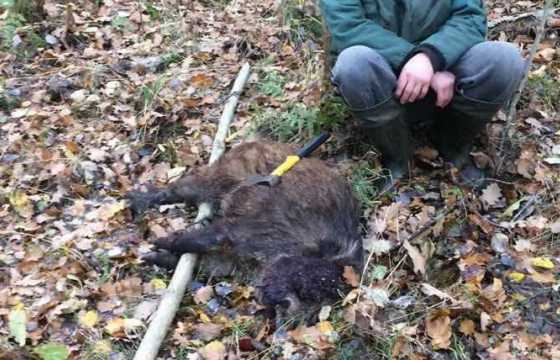 brakonierius kilpininkas