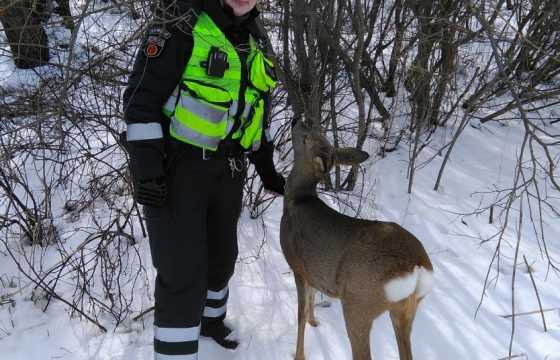 Policija gelbejo stirna