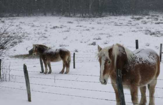 Arkliai ant sniego
