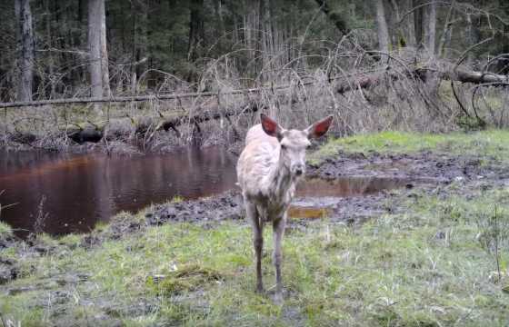 Viesviles valtybinis gamtinis rezervatas