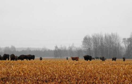 Karve stumbru bandoje