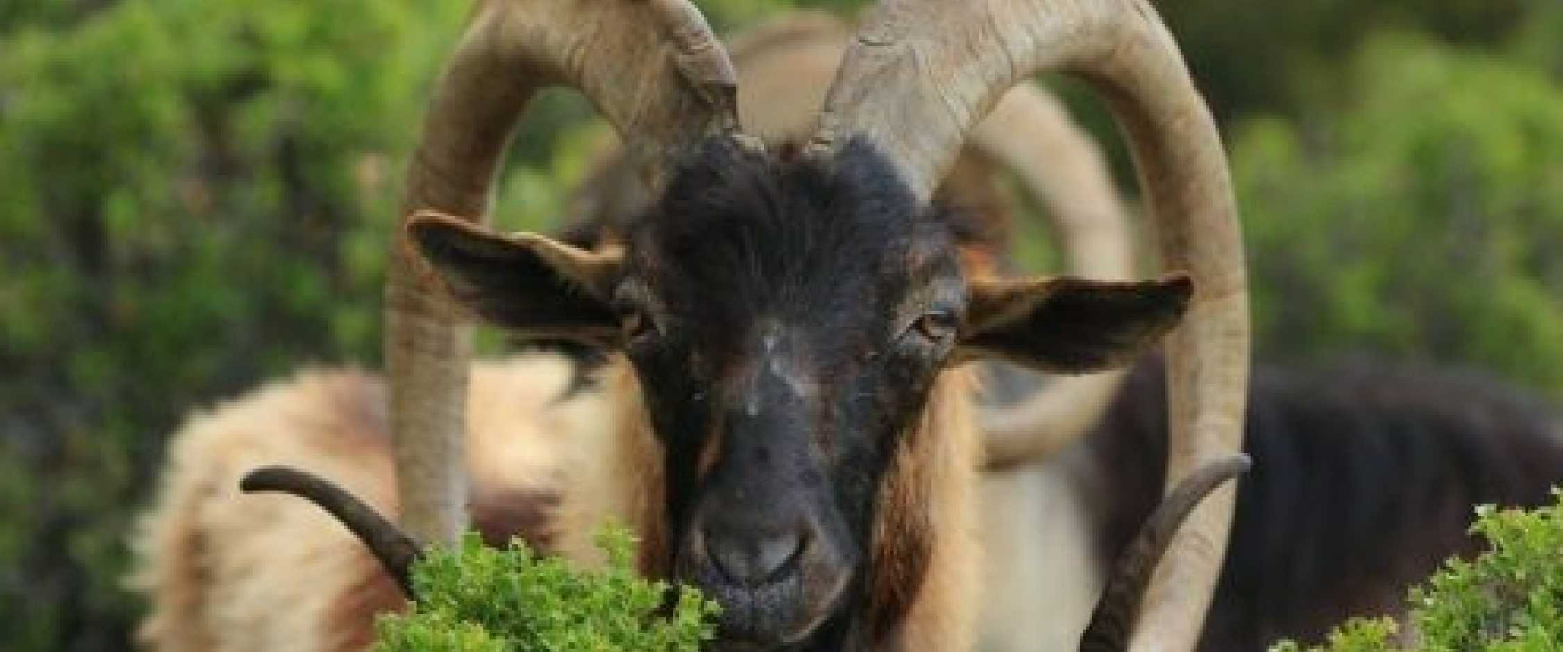 Hybrid Ibex